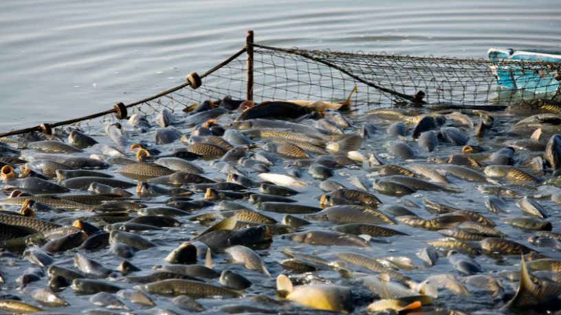 Integração e responsabilidade ambiental fortalecem a economia da pesca, ressalta Joel Alves.