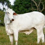 Entenda por que, como destaca João Eustáquio De Almeida Junior, a força, a rusticidade e a adaptabilidade do gado Nelore fazem dessa raça a base da pecuária brasileira.