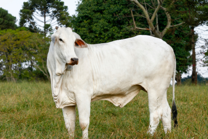 Entenda por que, como destaca João Eustáquio De Almeida Junior, a força, a rusticidade e a adaptabilidade do gado Nelore fazem dessa raça a base da pecuária brasileira.